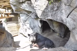 Anh nông dân nuôi lợn theo kiểu “chẳng giống ai”, đếm tiền mỏi tay