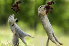 Sóc nhỏ “phi thân” hái quả mâm xôi