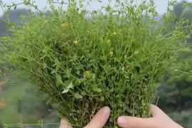 Hoa vàng mọc dại khắp VN, hái bán kiếm bộn tiền 130.000đ/kg