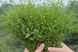 Hoa vàng mọc dại khắp VN, hái bán kiếm bộn tiền 130.000đ/kg