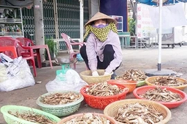 Loại đặc sản mọc tua tủa sau mưa, dân soi đèn cả đêm hái bán