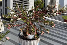 Dân Việt chi hơn nửa triệu đồng để mua một cây hoa mười giờ