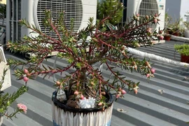 Dân Việt chi hơn nửa triệu đồng để mua một cây hoa mười giờ