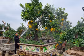 Ngắm cây bưởi trăm tuổi có chậu dát vàng ở Hưng Yên