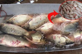 Mua cá có một thứ nhiều người bỏ đi nhưng được bán giá 9 triệu/kg