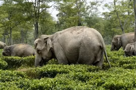 Ảnh ấn tượng nhất tuần: Phát hiện loài sứa mới, voi "xâm nhập" vườn trà