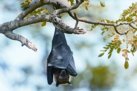 Tại sao bây giờ loài dơi như đã tuyệt chủng?