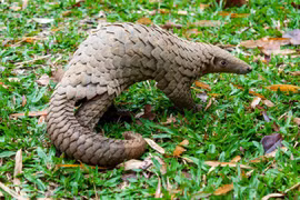 Vảy tê tê cứng đến mức răng sư tử cũng không thể đâm thủng