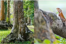 Rừng cổ thụ giữa lòng thành phố, có tới 500 cây trăm năm tuổi 