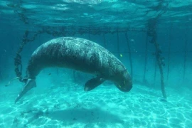 Sự thật đáng sợ được nhóm thợ lặn khám phá dưới đáy đại dương 