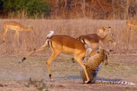 Video: Bị báo cắn cổ, linh dương vẫn thoát chết thần kỳ 