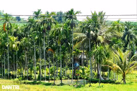 Trồng cau kín đồi nông dân đếm tiền đều tay