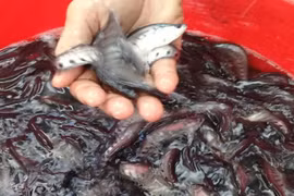 Loài cá xưa không ai thèm ăn nay bán 330.000 đồng/kg