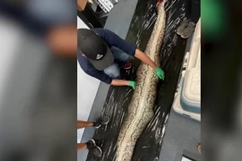 Video: Cá sấu dài 1,5 mét nằm trong bụng trăn Miến Điện