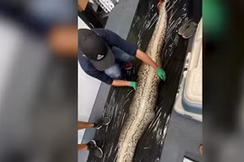 Video: Cá sấu dài 1,5 mét nằm trong bụng trăn Miến Điện