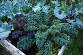 Khu vườn có tuổi đời 100 năm vẫn xanh tươi, ngập tràn rau trái 