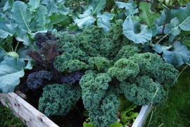 Khu vườn có tuổi đời 100 năm vẫn xanh tươi, ngập tràn rau trái 