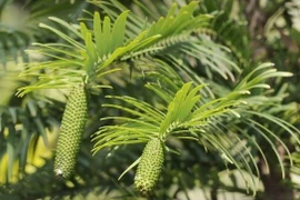 Bí ẩn cây "hóa thạch sống" bị đóng băng suốt 66 triệu năm 