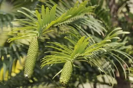 Bí ẩn cây "hóa thạch sống" bị đóng băng suốt 66 triệu năm 