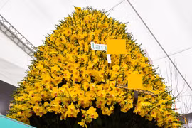 Chậu lan phú quý 3.686 cành, trị giá 1,686 tỷ ở HN