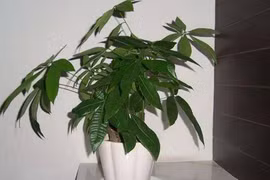 Đặt cây tài lộc ở vị trí này trong nhà khiến gia chủ nghèo mạt kiếp 