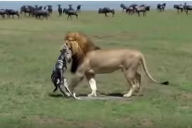 Video: Mới chào đời, ngựa vằn đã bị sư tử ăn thịt 