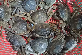 Loại cua bò dưới sông Cầu của Bắc Giang, đại gia muốn ăn 