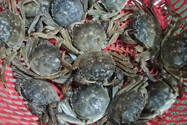 Loại cua bò dưới sông Cầu của Bắc Giang, đại gia muốn ăn 