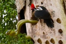 Video: Chim gõ kiến kịch chiến với rắn độc khổng lồ