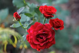 Hoa hồng đẹp và thơm nhưng vướng đại kỵ nào khi thắp hương?