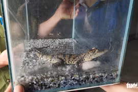 Con trai đòi nuôi cá sấu, mẹ vội vàng làm một điều