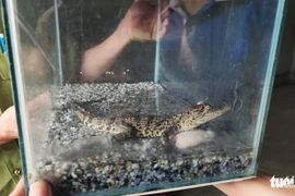 Con trai đòi nuôi cá sấu, mẹ vội vàng làm một điều