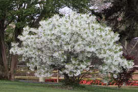 Cây cảnh cát tường, ngàn năm như tuyết, chiêu phúc lành đến nhà