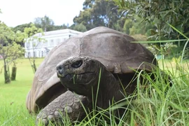 Cụ rùa già nhất thế giới đón sinh nhật thứ 190