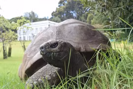 Cụ rùa già nhất thế giới đón sinh nhật thứ 190