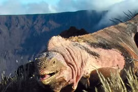 Ecuador: Phát hiện đàn con mới nở của kỳ nhông hồng cực quý hiếm