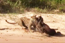 Video: Dùng tuyệt chiêu, báo đốm tóm gọn chuột lang nước 