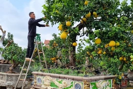 Ngắm cây bưởi trăm tuổi có chậu dát vàng ở Hưng Yên 