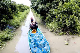 Hạnh là cây gì mà chỉ trồng 5ha, lời 1 tỷ đồng/năm?