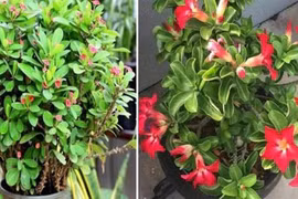 4 loại hoa 'xui xẻo' nhất định đừng nuôi trong nhà 