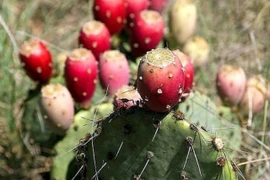 Quả dại Việt Nam tưởng không ăn được, sang châu Phi thành cao cấp