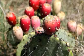 Quả dại Việt Nam tưởng không ăn được, sang châu Phi thành cao cấp