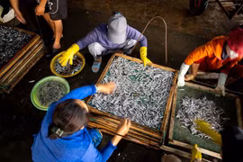 Rộn ràng mùa cá cơm Nam Trung bộ