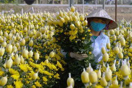Vựa hoa lớn nhất xứ Thanh tất bật vụ Tết Nguyên đán 2024