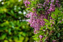 Bán đảo Sơn Trà mê đắm mùa hoa thàn mát tím