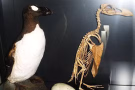 Tại sao chim cánh cụt khổng lồ ở Bắc Cực bị tuyệt chủng?