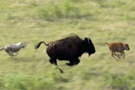 Video: Bò rừng mẹ ngăn bầy sói đói ăn thịt con 