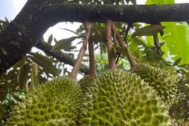 Khu vườn sầu riêng Musang King sai trĩu cành, chờ chín rụng bán 3 triệu/quả