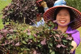 Nữ nông dân Sa Pa "biến" rau gia vị quen thuộc thành "vàng" xuất khẩu