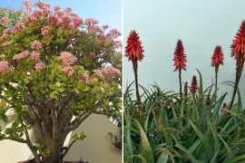 5 cây phong thủy nếu nở hoa sẽ mang đến tài lộc, may mắn